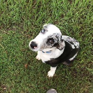 Meet your Posher, Ryan